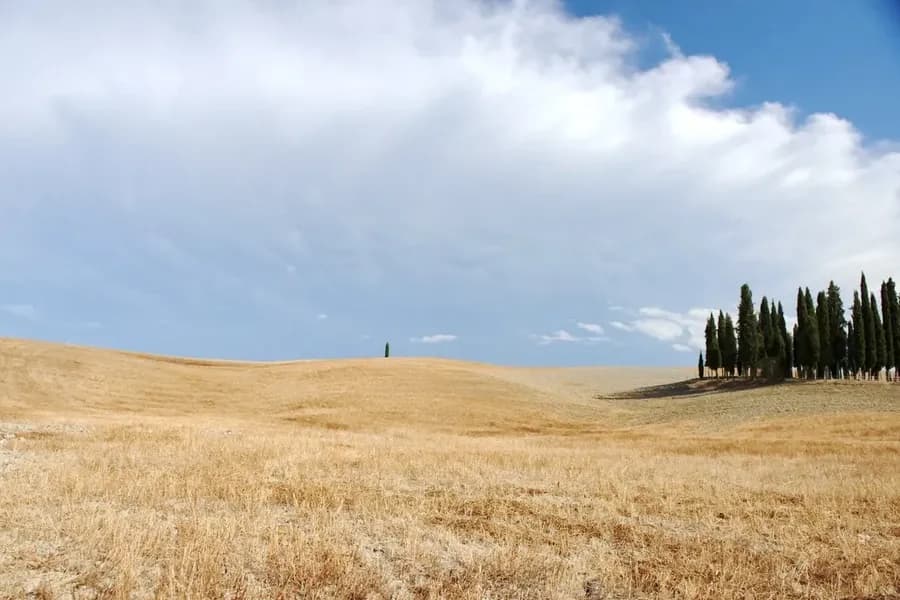 Open field with a small stand of evergreen trees in Tuscany, Italy