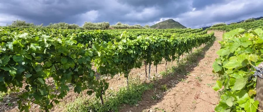 Visit to Planeta Winery